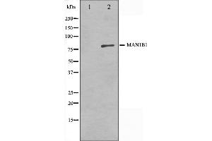 Western blot analysis on 3T3 cell lysate using MAN1B1 Antibody,The lane on the left is treated with the antigen-specific peptide.