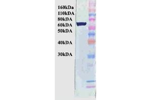 Western Blot analysis of Human Cervical cancer cell line (HeLa) lysate showing detection of Hsp70 protein using Mouse Anti-Hsp70 Monoclonal Antibody, Clone BB70 (ABIN361709 and ABIN361710). (HSP70/HSC70 Antikörper)