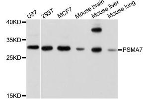 Western blot analysis of extracts of various cell lines, using PSMA7 antibody. (PSMA7 Antikörper  (AA 1-248))