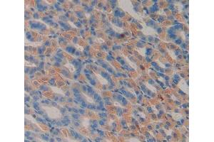 IHC-P analysis of stomach tissue, with DAB staining. (PLSCR3 Antikörper  (AA 99-253))