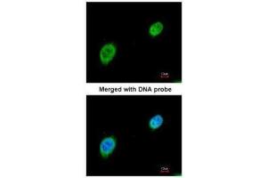 ICC/IF Image Immunofluorescence analysis of paraformaldehyde-fixed HeLa, using MEF2A, antibody at 1:200 dilution. (MEF2A Antikörper  (N-Term))