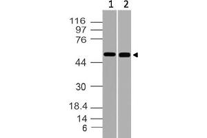 Image no. 1 for anti-RuvB-Like 1 (E. Coli) (RUVBL1) (AA 220-455) antibody (ABIN5027515) (RUVBL1 Antikörper  (AA 220-455))