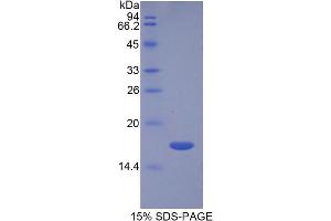SDS-PAGE of Protein Standard from the Kit (Highly purified E. (TGFB3 CLIA Kit)
