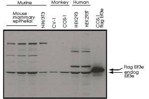Western blot using Eif3e polyclonal antibody  shows detection of endogenous Eif3e in whole cell extracts from murine (HC-11 and NIH/3T3), monkey (CV-1 and COS-1), and human (HEK293T) cell lines as well as over-expressed Eif3e (control transfected flag-tagged Eif3e). (EIF3E Antikörper  (C-Term))