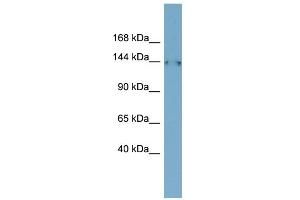 WB Suggested Anti-FAM135B Antibody Titration: 0. (FAM135B Antikörper  (Middle Region))
