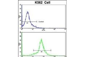 Flow cytometric analysis of K562 cells using PCM-1 Antibody (C-term)(bottom histogram) compared to a negative control cell (top histogram). (PCM1 Antikörper  (C-Term))