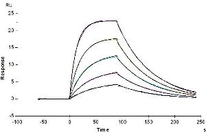 Biotinylated Human IL-2 R beta, His-Avi Tag captured on CM5 Chip via Anti-His Antibody can bind Human IL-15, No Tag with an affinity constant of 12.