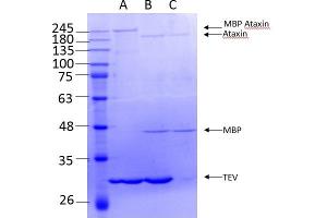 SDS-PAGE (SDS) image for Ataxin 2 (ATXN2) (AA 1-1313) protein (Strep Tag) (ABIN3089810)