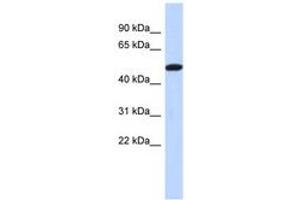 Image no. 1 for anti-Tripartite Motif Family-Like 2 (TRIML2) (C-Term) antibody (ABIN6741366) (TRIML2 Antikörper  (C-Term))