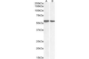 ABIN768583 (0. (NOX1 Antikörper  (Internal Region))