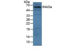 Western blot analysis of Human 293T Cells. (Granulin Antikörper  (AA 21-120))