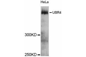 Western blot analysis of extracts of HeLa cells, using UBR4 antibody (ABIN5999138) at 1:3000 dilution. (UBR4 Antikörper)