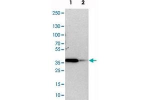 Western blot analysis of cell lysates with TOR1B polyclonal antibody . (TOR1B Antikörper)