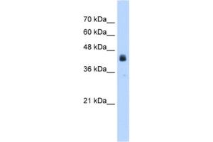 Western Blotting (WB) image for anti-Ubiquitin Specific Peptidase 16 (USP16) antibody (ABIN2462899) (USP16 Antikörper)
