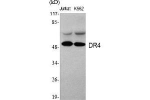 Western Blot analysis of various cells using DR4 Polyclonal Antibody. (DR4 Antikörper  (AA 370-450))