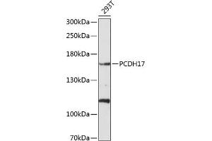 Western blot analysis of extracts of 293T cells, using PCDH17 antibody (ABIN6128583, ABIN6145291, ABIN6145292 and ABIN6214796) at 1:1000 dilution. (PCDH17 Antikörper  (AA 610-710))