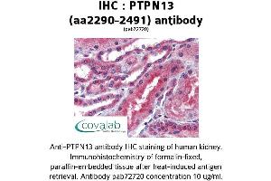 Image no. 2 for anti-Protein tyrosine Phosphatase, Non-Receptor Type 13 (APO-1/CD95 (Fas)-Associated Phosphatase) (PTPN13) (AA 2290-2491) antibody (ABIN2852377) (PTPN13 Antikörper  (AA 2290-2491))