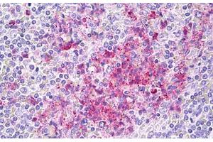 Anti-CEACAM8 / CD66b antibody IHC staining of human spleen. (CEACAM8 Antikörper)