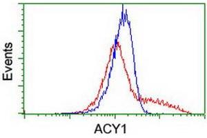 HEK293T cells transfected with either RC201284 overexpress plasmid (Red) or empty vector control plasmid (Blue) were immunostained by anti-ACY1 antibody (ABIN2454817), and then analyzed by flow cytometry. (Aminoacylase 1 Antikörper)