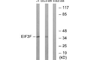 Immunohistochemistry analysis of paraffin-embedded human brain tissue using EIF3F antibody.