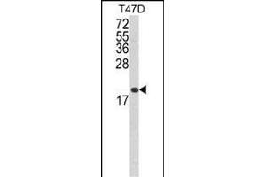 Western blot analysis of FAS Antibody (Center) (ABIN652469 and ABIN2842320) in T47D cell line lysates (35 μg/lane). (FAS Antikörper  (AA 185-211))