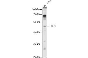 Western blot analysis of extracts of Rat brain, using HRH3 antibody (ABIN7267662) at 1:1000 dilution. (HRH3 Antikörper  (AA 250-350))
