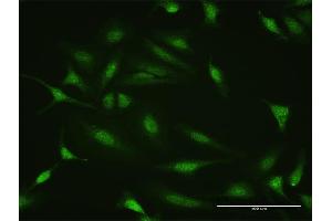 Immunofluorescence of purified MaxPab antibody to PTTG2 on HeLa cell. (PTTG2 Antikörper  (AA 1-191))