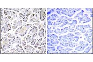Immunohistochemistry analysis of paraffin-embedded human pancreas tissue, using ATP5G3 Antibody. (ATP5G3 Antikörper  (AA 1-50))
