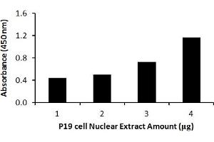 Transcription factor activity assay of Nanog from nuclear extracts of P19 cells with the  Nanog TF-Activity Assay Kit. (Nanog ELISA Kit)