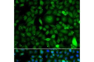 Immunofluorescence analysis of A549 cells using DPF1 Polyclonal Antibody (DPF1 Antikörper)