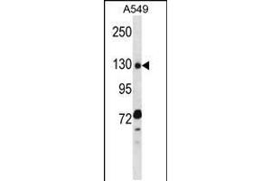 Western blot analysis in A549 cell line lysates (35ug/lane). (RBM5 Antikörper  (N-Term))