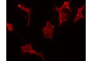 ABIN6275349 staining A549 by IF/ICC. (PEX14 Antikörper  (Internal Region))