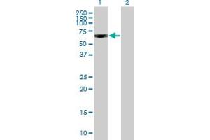 Western Blot analysis of PDE9A expression in transfected 293T cell line by PDE9A MaxPab polyclonal antibody. (PDE9A Antikörper  (AA 1-533))