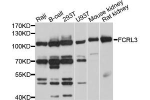 Western blot analysis of extracts of various cell lines, using FCRL3 antibody. (FCRL3 Antikörper)