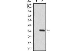 Western Blotting (WB) image for anti-Twinfilin, Actin-Binding Protein 1 (TWF1) (AA 335-384) antibody (ABIN1846307) (TWF1 Antikörper  (AA 335-384))
