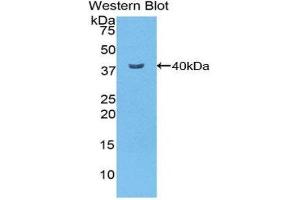 Western Blotting (WB) image for anti-Nuclear Factor kappa B (NFkB) (AA 40-365) antibody (ABIN3206001) (NFkB Antikörper  (AA 40-365))