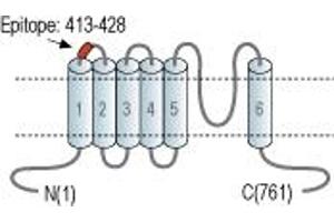 anti-Transient Receptor Potential Cation Channel, Subfamily V, Member 2 (TRPV2) (1st Extracellular Loop), (AA 413-428) antibody