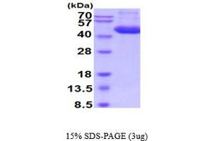 SDS-PAGE (SDS) image for Cathepsin D (CTSD) (AA 21-410) (Active) protein (His tag) (ABIN5854767) (Cathepsin D Protein (CTSD) (AA 21-410) (His tag))