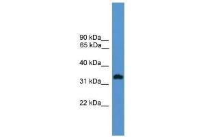 Western Blot showing OR1L8 antibody used at a concentration of 1. (OR1L8 Antikörper  (C-Term))