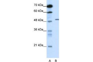 WB Suggested Anti-GABRB2 Antibody Titration:  0.