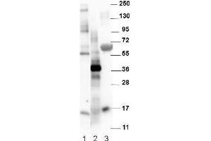 Western blot using  affinity purified anti-Mouse NAG-1/GDF15 antibody.