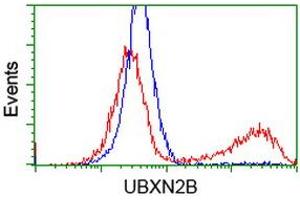 Image no. 2 for anti-UBX Domain Protein 2B (UBXN2B) antibody (ABIN1501660) (UBXN2B Antikörper)