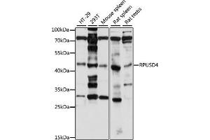 Western blot analysis of extracts of various cell lines, using RPUSD4 antibody (ABIN7270108) at 1:1000 dilution. (RPUSD4 Antikörper  (AA 1-377))
