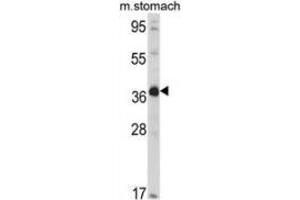 Western blot analysis of NAGK (arrow) in mouse stomach tissue lysates (35ug/lane) using NAGK  Antibody (C-term).
