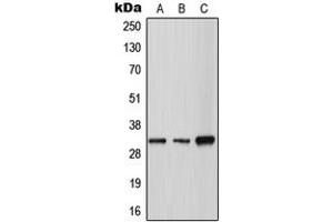 Western blot analysis of Tryptase gamma expression in A549 (A), SP2/0 (B), H9C2 (C) whole cell lysates. (TPSG1 Antikörper  (Center))