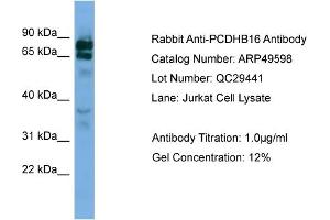 WB Suggested Anti-PCDHB16  Antibody Titration: 0.