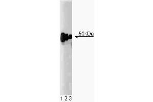 Western blot analysis of Carboxypeptidase E on rat brain lysate (First Panel). (CPE Antikörper  (AA 49-200))