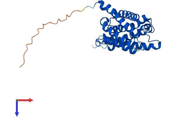 Aquaporin 8 Protein (AQP8) (AA 1-261) (His tag)