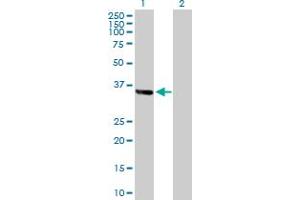 Western Blot analysis of ZNF346 expression in transfected 293T cell line by ZNF346 MaxPab polyclonal antibody.