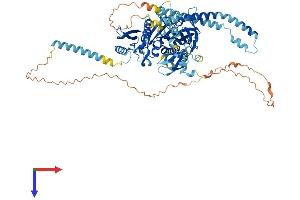 KIF2C Protein (AA 1-721) (His tag)